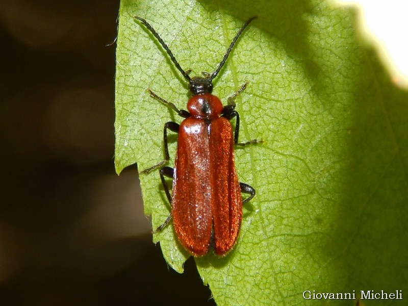 Pyrochroidae: Schizotus pectinicornis, femmina